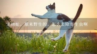 宠物蛇，原来野生的，怎么去除寄生虫啊