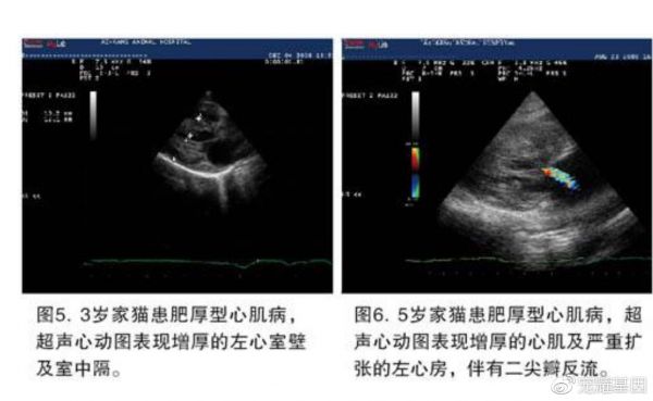 肥厚型心肌病患猫的充血性心衰被认为主要由于左心室舒张功能障碍所致。