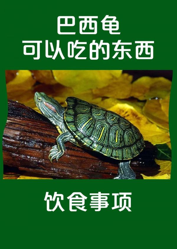 乌龟吃什么食物,乌龟吃什么食物好养活