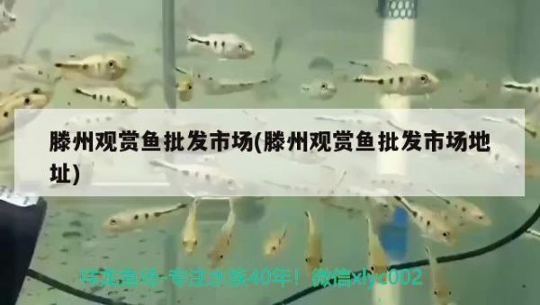 滕州观赏鱼批发市场(滕州观赏鱼批发市场地址) 观赏鱼批发