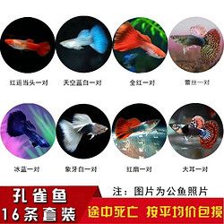 卡奇鱼 观赏鱼 热带鱼小型鱼凤尾鱼孔雀鱼纯种孕母活鱼繁殖鱼淡水鱼好养 孔雀鱼套餐555