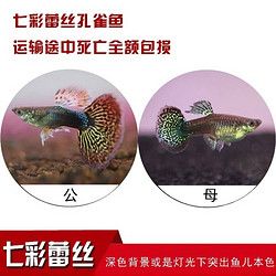 卡奇鱼 观赏鱼 热带鱼小型鱼凤尾鱼孔雀鱼纯种孕母活鱼繁殖鱼淡水鱼好养 蕾丝孔雀鱼五对