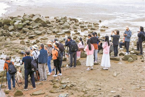 近日，在深圳湾公园，游客和摄影爱好者近距离拍摄在滩涂上觅食的鸟类。 深圳晚报记者 陈玉 摄