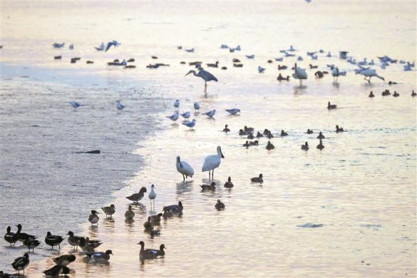 12月4日，深圳湾迎来了越冬候鸟潮，黑脸琵鹭等珍稀鸟类也翩然而至。 深圳晚报记者 陈玉 摄