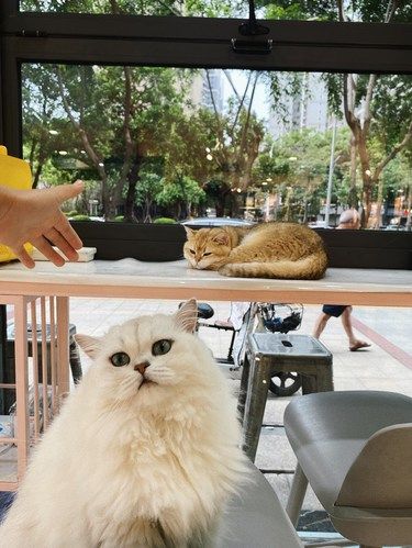 店里猫咪超治愈