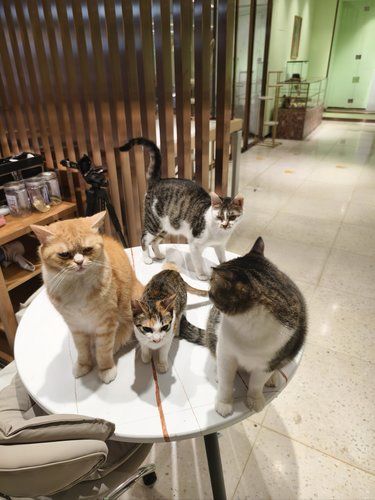 猫咪的梦乡时光