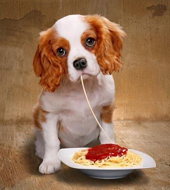 狗狗饮食禁忌