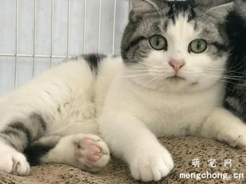 宠物猫可以针灸吗？猫咪针灸的一些基本知识