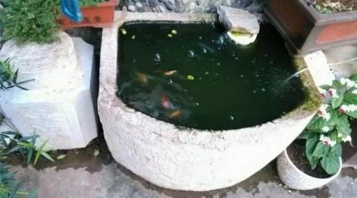 鱼饲料是给懒人用的，还原活食的老三样，回归观赏鱼的自然食谱