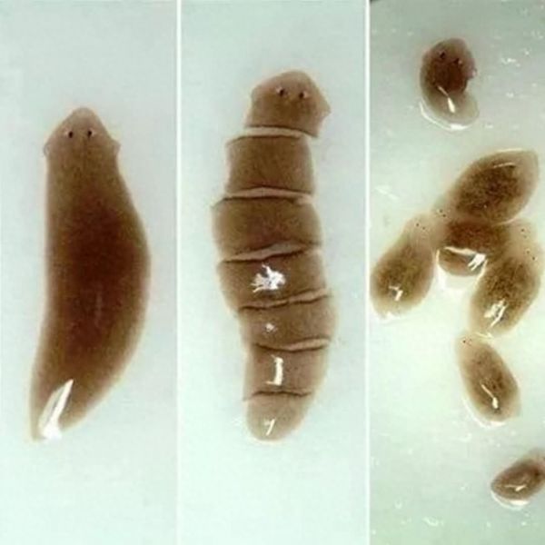 什么是涡虫，有什么害处？鱼缸出现涡虫的处理办法