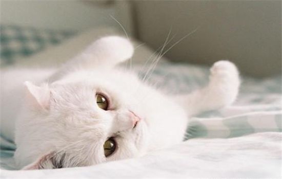 ​猫的特点有什么