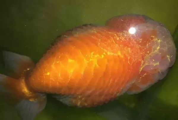 金鱼立鳞病:病因、危害、预防与治疗措施