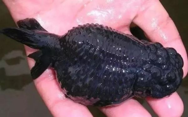 金鱼立鳞病:病因、危害、预防与治疗措施