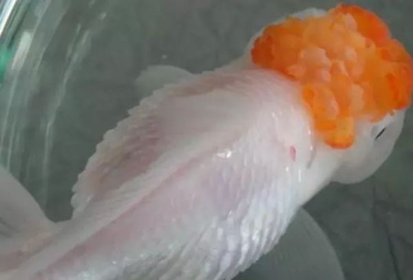 金鱼立鳞病:病因、危害、预防与治疗措施