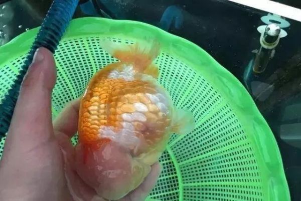 金鱼立鳞病:病因、危害、预防与治疗措施