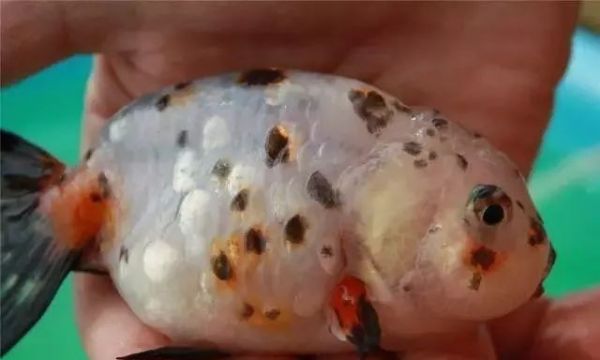 金鱼立鳞病:病因、危害、预防与治疗措施