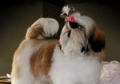 犬饲养全攻略（从宠物选择到日常护理）