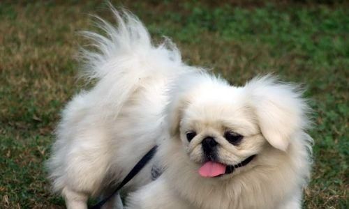 犬饲养全攻略（从宠物选择到日常护理）