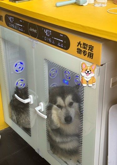 新开业！宠物自助洗护低至9‼️