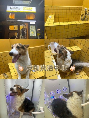 宠物自助洗浴：便捷舒适的新选择 