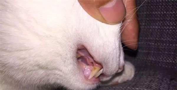 猫咪嘴巴臭脏的原因及解决方法（从换牙到饮食，了解猫咪口臭的根源）