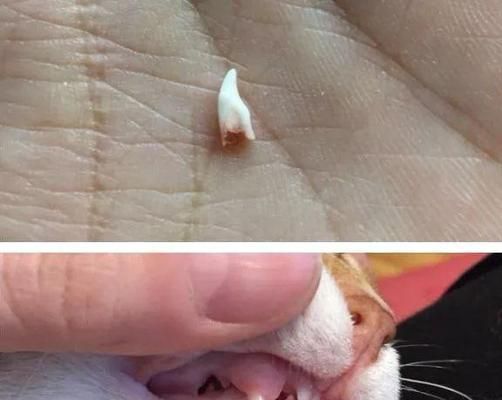 猫咪嘴巴臭脏的原因及解决方法（从换牙到饮食，了解猫咪口臭的根源）
