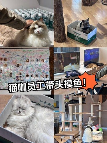震惊[惊恐]猫咖优秀员工带头摸鱼睡觉……