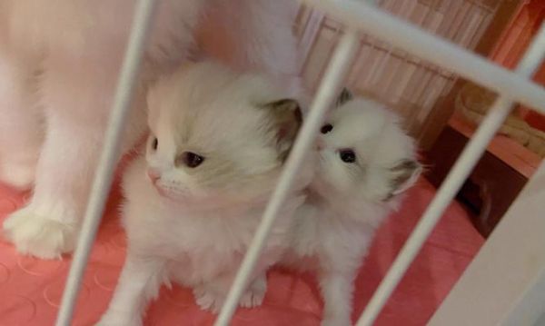 如何喂养刚出生3天的小猫（小猫食谱和喂养技巧）