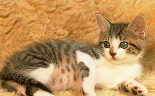 如何喂养刚出生3天的小猫（小猫食谱和喂养技巧）