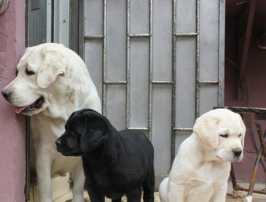 双血统拉布拉多的尴尬期（宠物犬的发育成长困境与解决方案）