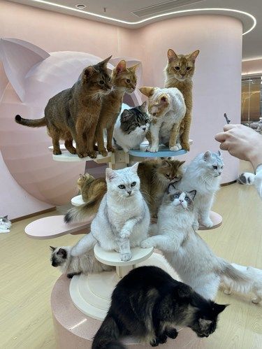 深圳 | 亚洲最大的猫咖抱紧猫咪好好放松‼️