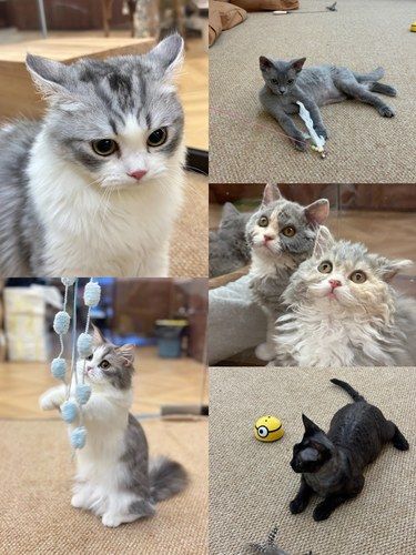 猫咪日常超治愈