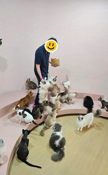 猫咪欢乐时光