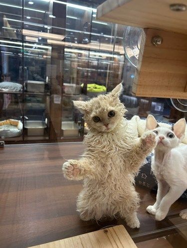 猫咪快乐时光记
