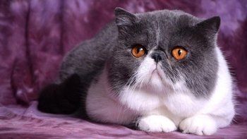 世界上所有宠物猫咪一览！（短毛猫）