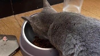 「猫咪」宠物界的智商巅峰，诠释完美的陪伴艺术