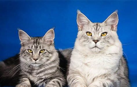 缅因猫一般什么时候开始长个子