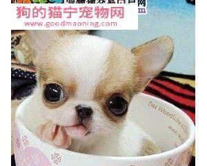 吉娃娃为什么容易咳嗽？（探究病因及预防措施）