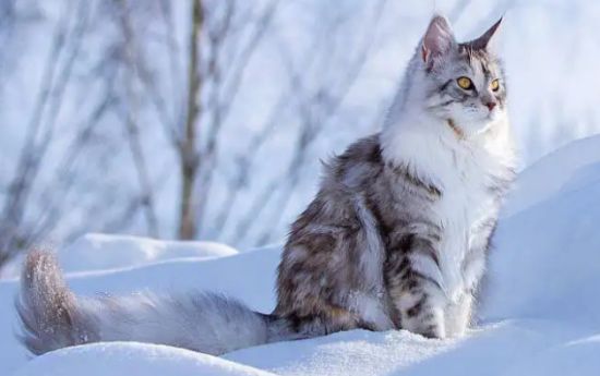 宠主分享：缅因猫体重年龄对照表