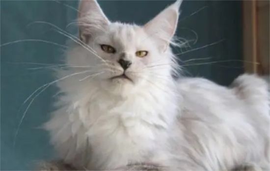 缅因和狸花猫配出来的猫