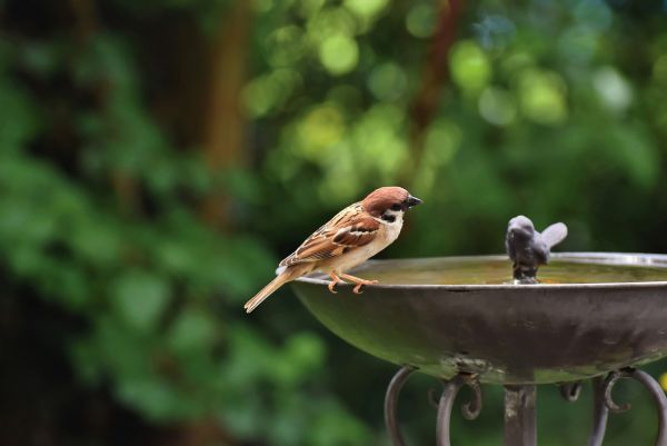 Existen algunos trucos para atraer pájaros al jardín