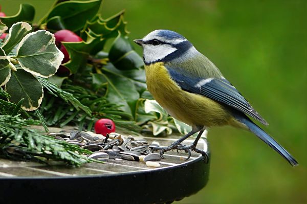 La comida es muy importante para atraer pájaros al jardín