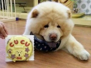 宠物头像生日蛋糕（汪星人）的做法步骤 第7步