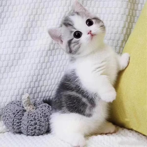 矮脚猫