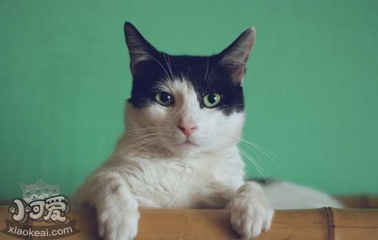 第一次养猫养什么品种 什么猫适合新手养