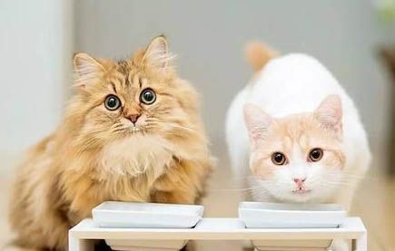温顺的宠物猫品种