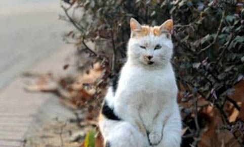 温顺的宠物猫品种