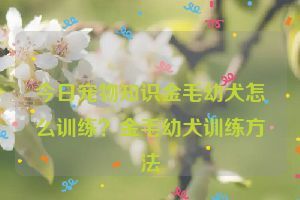 今日宠物知识金毛幼犬怎么训练？金毛幼犬训练方法