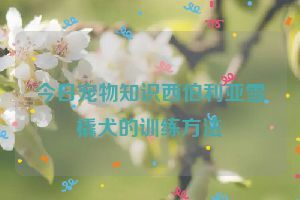 今日宠物知识西伯利亚雪橇犬的训练方法