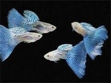 铜陵宠物兔出售 铜陵花鸟鱼虫服务专业可靠
